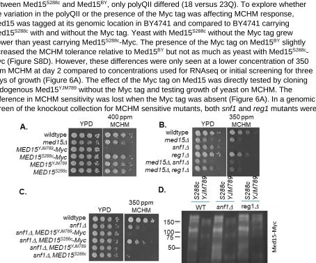 Figure 6  Impact of Snf1 and Reg1 on yeast expressing different Med15 alleles. (A) Serial dilutions of BY4741 with different alleles of Med15 that are untagged or C-terminally tagged with 13xMyc grown on YPD or 400 ppm of MCHM and photographed after three 