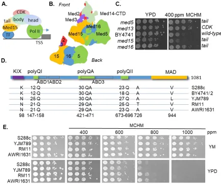 Figure 1 Role of Mediator tail in response to MCHM (A) Schematic of the Mediator complex