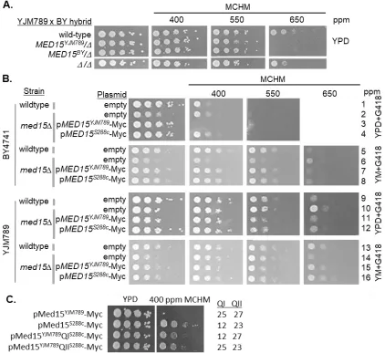 Figure 2 Genetic variation in Med15 contributes to variation in MCHM response. (A) Reciprocal hemizygotes of Med15 in BY4741xYJM789 hybrids were grown on MCHM in YPD