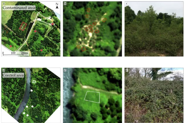 Figure 1. (a and d) Subsets of the airborne hyperspectral image acquired over (a) the contaminated  and (d) the control sites