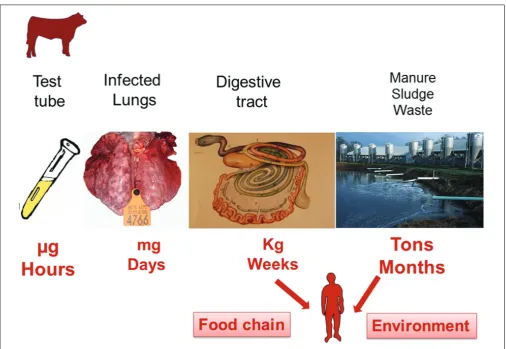 FIGURE 2 | Bacterial load exposed to AMDs during and after treatment, and the duration of exposure