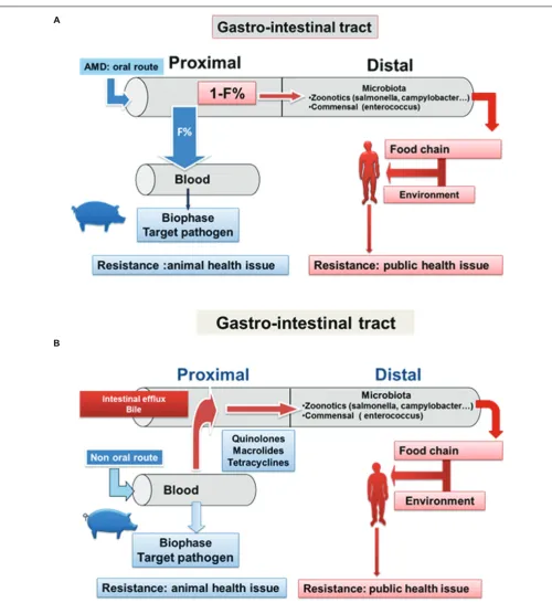 FIGURE 4 | Impact of AMD administration on the Gastrointestinal (GIT) microbiota after oral and parenteral administration