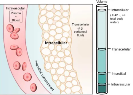 Figure 1.3. Representation of the relationship between observed values of Vss and their respective  distribution into the different tissue spaces