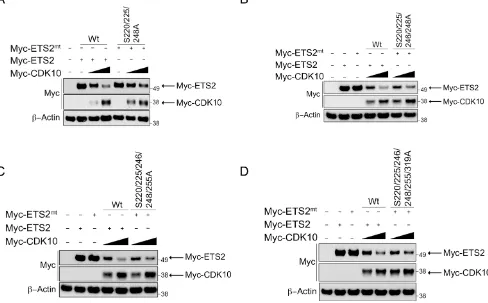 Figure 4: ETS2 alanine mutants for CDK10 phosphorylation sites are less susceptible to CDK10 mediated degradation