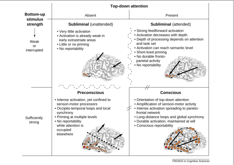 Figure 1. Proposed distinction between subliminal, preconscious, and conscious processing