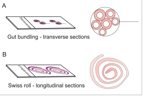 Figure 3: Diagram of orientation of tissue for intestinal histology including cross sections (A; 