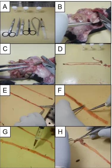 Figure 6: Dissection of alimentary tract and preparation of the intestine. Instruments required 
