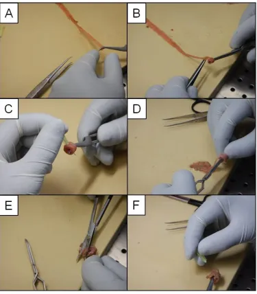Figure 7: Rolling the intestine. The Swiss roll is started by picking up the end of the intestine 