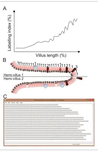 Figure 8: Diagram of cell scoring method for small intestine. By counting cells exhibiting specific 