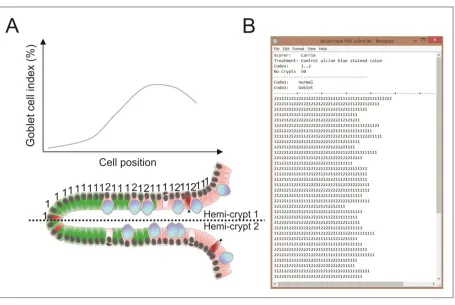 Figure 9: Diagram of cell scoring method for colon. By counting cells exhibiting specific features, 