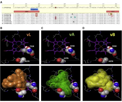 Figure 2. Modeling the Active Site of CYP6ER1 Reveals the Impact of Amino Acid Alterations on Imidacloprid Binding(A) Amino-acid alignment of CYP6ER1 variants highlighting substitutions and deletions within substrate recognition sites four and ﬁve (boxed i