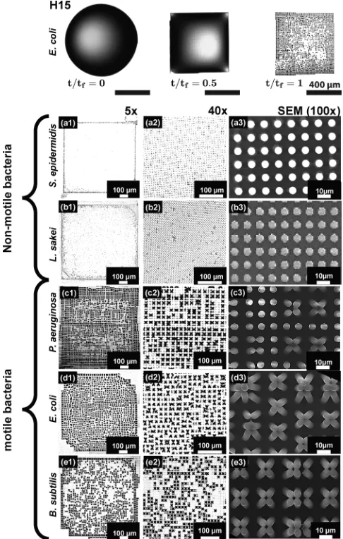 Figure 2. Typical patterns left over H15 substrates after themagniconfocal microscope, and >100(b1subtilisevaporation of diﬀerent bacterial species: (a1−a3) S