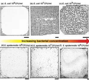 Table 1. General Characteristics of the Diﬀerent BacterialStrains Used in the Studya