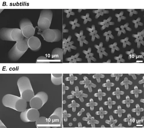Figure 4. Representative SEM images of H15 pillared structures afterdrying of bacterial suspensions, showing motile bacteria (B
