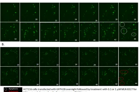 Figure 4: MLN-8237 induces differential effect in a dose dependent manner. HCT116 cells transfected with GFP-histone 2B for 24 h were treated with 0.1 (A) or 1 µM (B) MLN-8237 and live cell imaging was done after 18 h of exposure as described in Materials 
