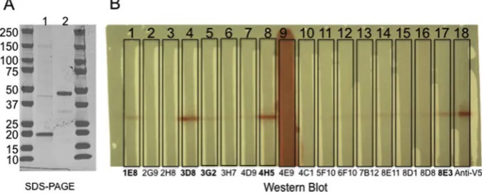 Fig. 1. (A) SDS-PAGE showing the purity and molecular weight of chIL-10-V5H6 (lane 1) and chIL-10-Fc (lane 2)