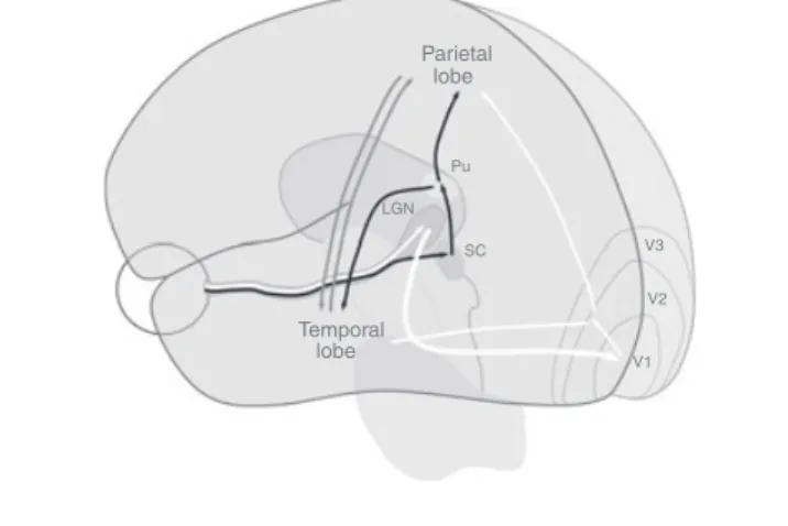 Figure 1: Schematic representation of major visual pathways. The retino- retino-geniculo-striate and the post-striatal pathways are shown in white
