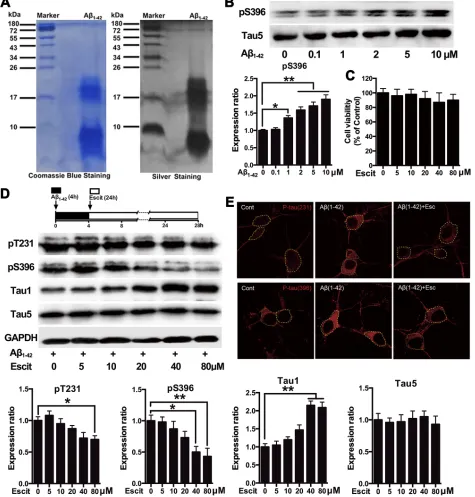 Figure 1: Escitalopram attenuates Aβ1-42-induced tau hyperphosphorylation in hippocampal neurons