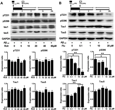 Figure 2: Effects of R-citalopram and fluoxetine on Aβ1-42-induced tau hyperphosphorylation in hippocampal neurons