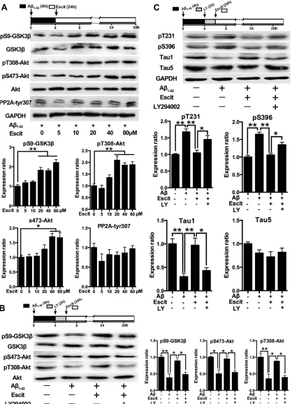 Figure 3: Activation of PI3K/Akt/GSK-3β pathway contributes to the anti-hyperphosphorylation role of escitalopram