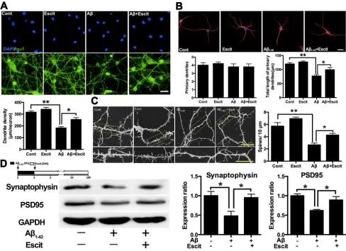 Figure 5: Escitalopram improves Aβ1-42 induced impairment of dendritic outgrowth. A. Dendrite density of the neuron was detected by immunofluorescence assay