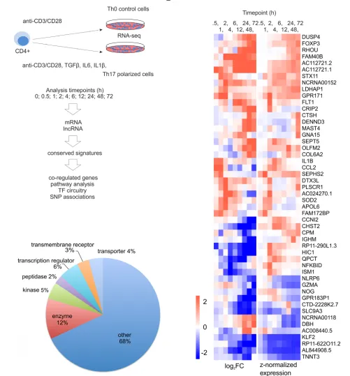 Figure 1: Transcriptional changes during the first 72 hours of Th17 cell differentiation