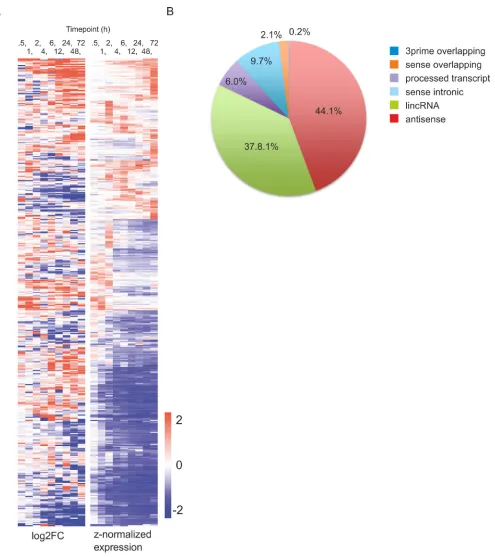 Figure 2: Differentially expressed lncRNAs during human Th17 cell priming. A. Heatmap of the differentially expressed lncRNAs between cells polarized toward Th17 phenotype and unpolarized control cells (FDR <0.05, |log2 FC| >1 cut offs and RPKM >0.5)