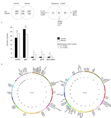 Figure 3: Shared Th17 cell-specific transcriptome in human and mouse. Genes with FDR <0.05 were ranked based on their fold change between Th17 and Th0 conditions