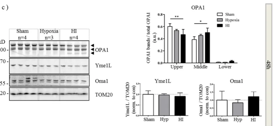 Figure 4. Aberrant processing of OPA1 in vivo. Mitochondrial fractions were generated from hypoxic-ischemic (HI), hypoxia alone or sham control mice