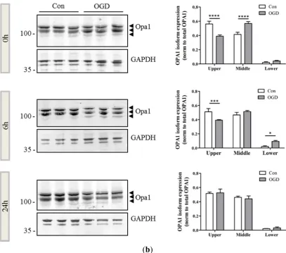 Figure 2. OPA1 processing is altered after OGD (bars) and OGD-treated (grey bars) primary neurons was analyzed by qRT-PCR for changes in expression of fission (a) mRNA generated from control (white Drp1, Fis1) and fusion genes (Mitofusin 1 and 2, OPA1)