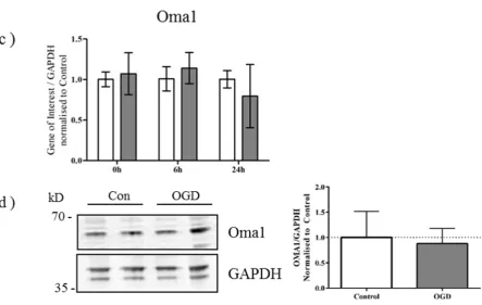 Figure 3. < 0.05 determined by students t-test; (c) Oma1 gene expression or (Oma1 protein expression was determined as above with GAPDH for equal loading