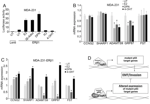 Figure 6: Effects of ER ligands on mutant p53 function. (A) ERE-driven luciferase activity in control and ERβ1-expressing MDA-MB-231 cells after treatment with 10 nM 17β-estradiol (E2), Diarylpropionitrile (DPN), ICI 182780 (ICI) or 1 μM 5α-androstane- 3β,
