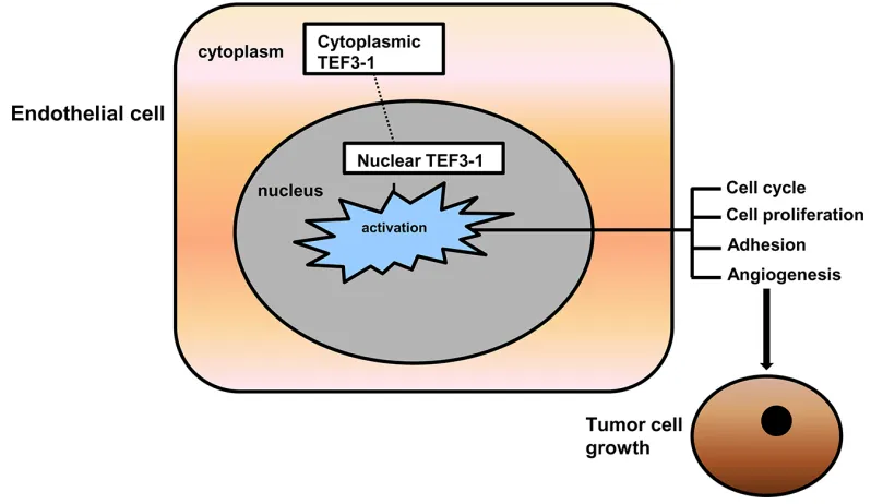 Figure 7: Putative model for the signaling pathway that mediates TEF3-1 induced angiogenesis