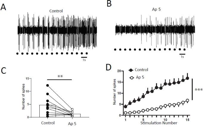 Figure 7 : DHNs windup depends on glycinergic receptors. A and B) Extracellular recordings of 