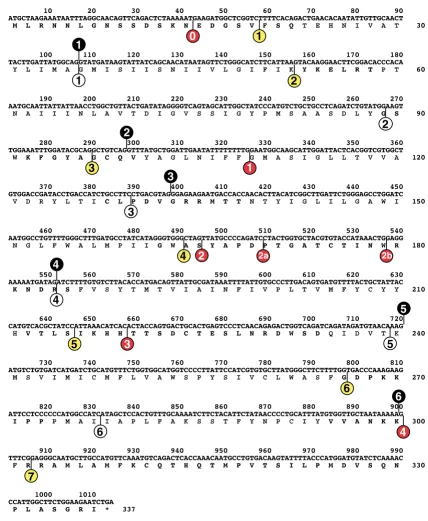 Figure 3Human extreme length of the melanopsin C-terminus which makes positioning of introns 8 and 9 inaccurate since there is no overlap with any other opsin