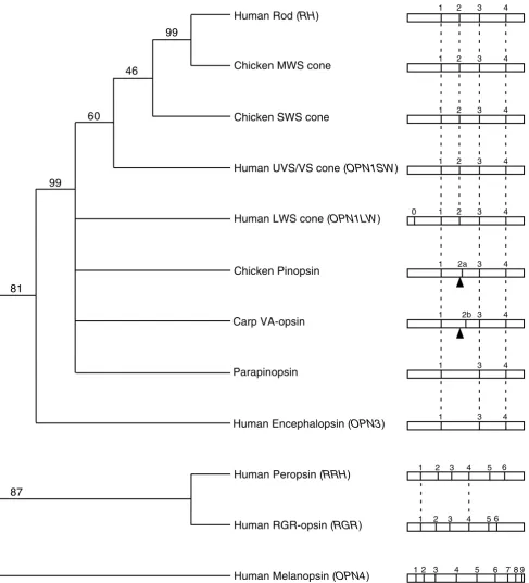 Figure 4Maximum parsimony tree with bootstrap confidence levels based on nucleotide coding sequence of the various vertebrate 