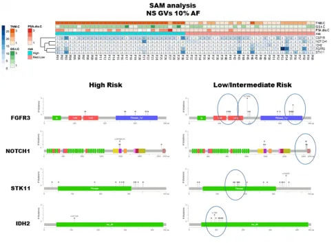 Figure 4: SAM analysis and protein domains localization of detected GVs. The upper panel summarizes the results elaborated by means of SAM software and visualized through heatmap including non synonymous/regulative variations at ≥ 10% AF