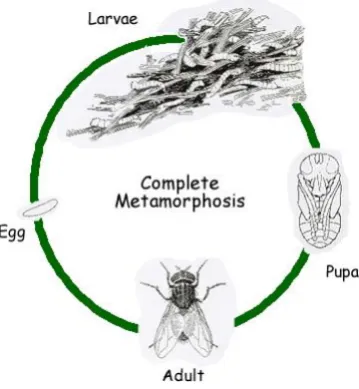Figure 2.1: Fly Life Cycle 