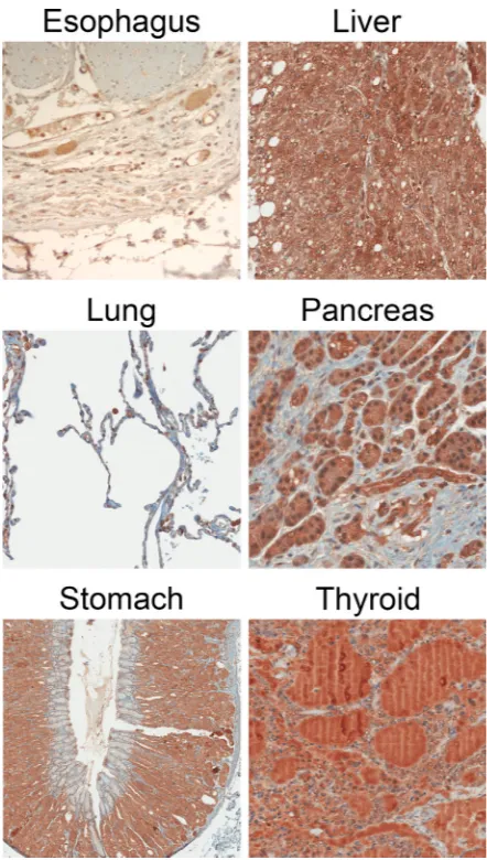 Figure 4: Example IHC images of normal tissue specimens using the CCK2R specific antibody 6C10G11
