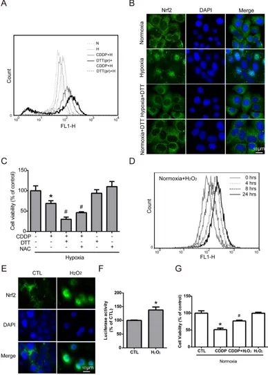 Figure 4: Nrf2 activation is increased by hypoxia-induced intracellular ROS production