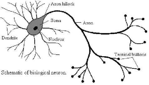 Figure 1  Typical biological neuron (Fraser, 1998) 
