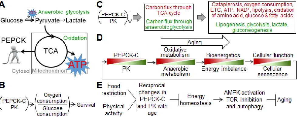 Figure 1: Models for aging-associated changes in energy metabolism and aging. A., “PEPCK-C pulls the strings”, schema illustrating a role of PEPCK-C in energy metabolism