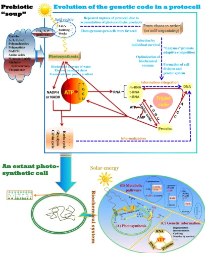 Figure 1. A simplified conceptual model of the origin of the genetic code based on the ATP hypothesis