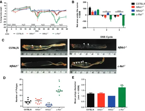 Figure 1. AOM and pulsed low-dose DSS in C57BL/6,pathology from mice of each genotype