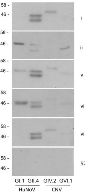 FIG 6 Western blotting of puriﬁed VLPs using seropositive serum. NorovirusVLPs from 4 genogroups, GI and GII (HuNoV) and GIV and GVI (CNV),were separated by SDS-PAGE