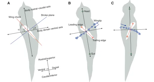Table 1. Morphometric data and kinematic variables for Clione limacina