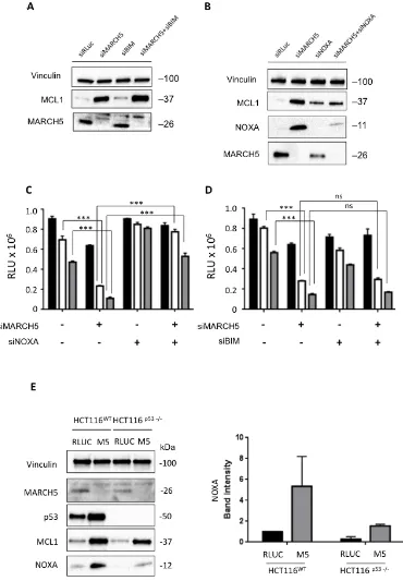 Figure 4: Sensitization to apoptosis and MCL1 stabilization upon MARCH5 loss are NOXA-dependent A