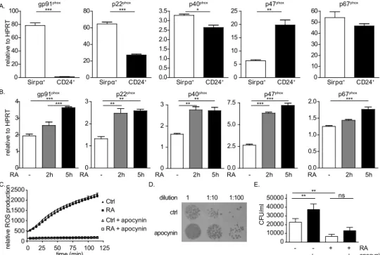 Figure 2. Bacterial killing by bone marrow derived DCs is NADPH oxidase dependent. (A) mRNA  expression of NADPH oxidase subunits in sorted CD11c + Sirpα +  and CD11c + CD24 +  DCs was determined  by quantitative PCR