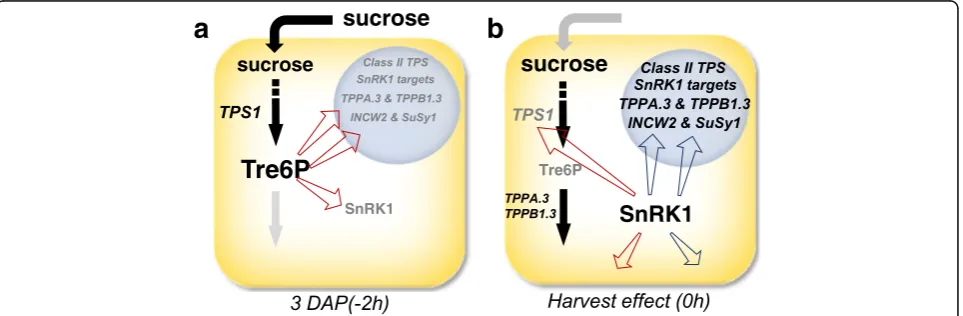 Fig. 8 This cartoon summarizes the events occurring during the two hours required to harvest, surface sterilize, and plate 3 DAP kernels onmedium