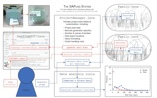 Fig.3. Flow chart showing the components and usage of the SAPling system. Red boxes show how the system handles data entry, and blue boxes showhow the data are processed for computational analysis.